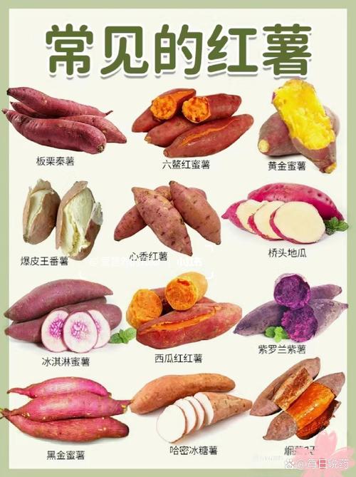 紅薯，到底是“養(yǎng)生達人”還是“健康殺手”呢？醫(yī)生揭秘，快瞧瞧