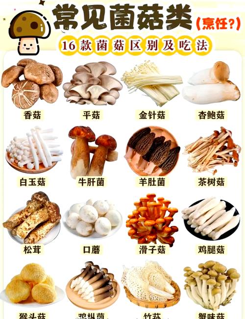 3種菌菇8道菜，表嫂又失算了，表嫂廚藝杠杠的