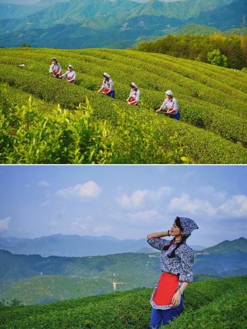 溫州這處與茶香共舞的漫山杜鵑花海等你來打卡，還可探秘古山寨