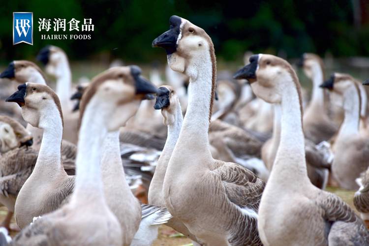 潮汕獅頭鵝申請出戰(zhàn) 在線投喂榮昌鹵鵝哥！尚頂攀．獅頭鵝 廣東汕頭金平區(qū)長平路67號101號