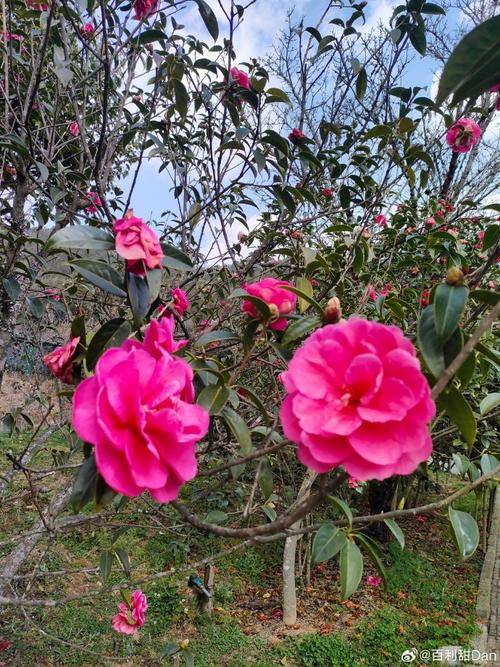 探秘云南楚雄茶花園，里邊小橋流水，風(fēng)景好 云南 楚雄 茶花園