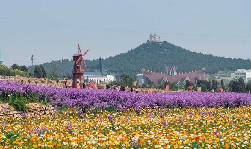 濟(jì)南的浪漫藏不住啦！就在賽石玫瑰園，千畝花海震撼登場(chǎng)