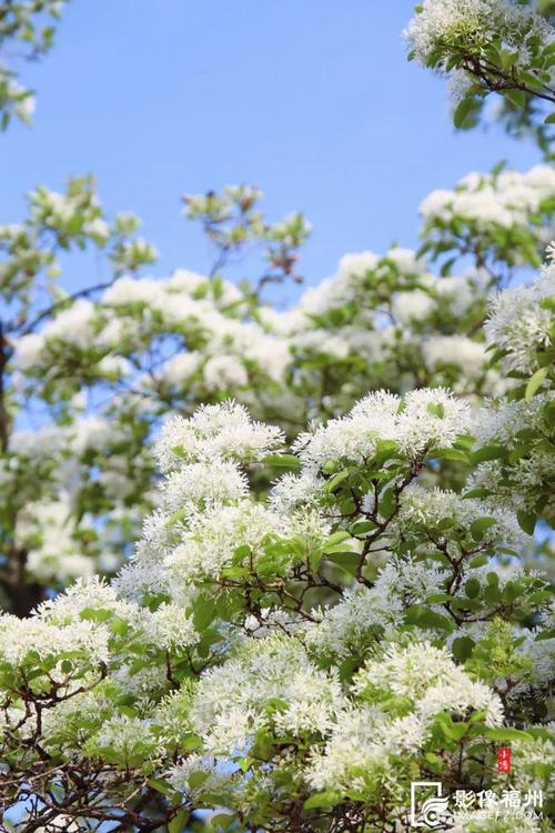 千年流蘇樹(shù)盛開(kāi)季，甘泉村拍出自然美，行走山水間！