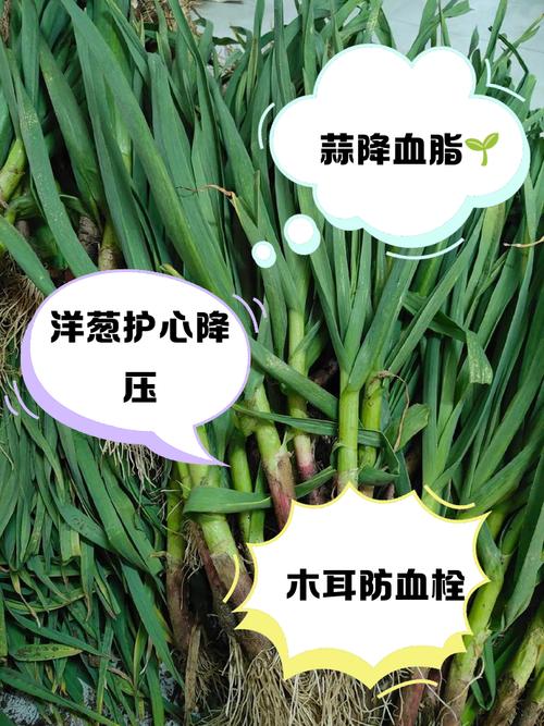 增強(qiáng)免疫力、健腦護(hù)血管！這個(gè)鮮掉眉毛的時(shí)令菜，幾塊錢能做一大盤