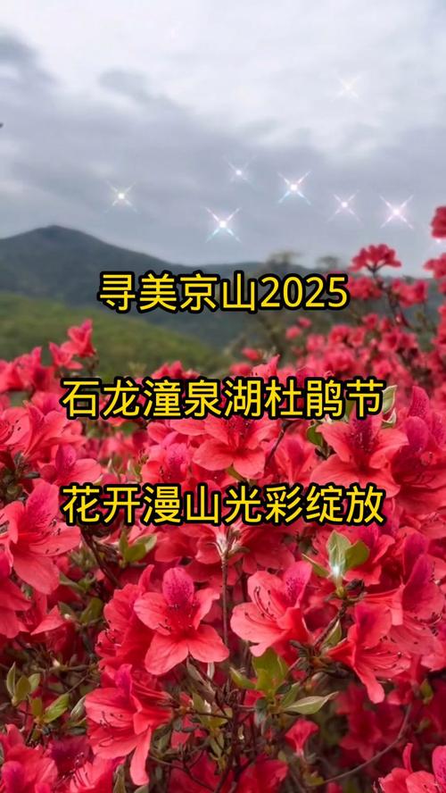 走進紅色旺蒼·探賞千年杜鵑！2025文化旅游消費季活動預告火熱來襲！