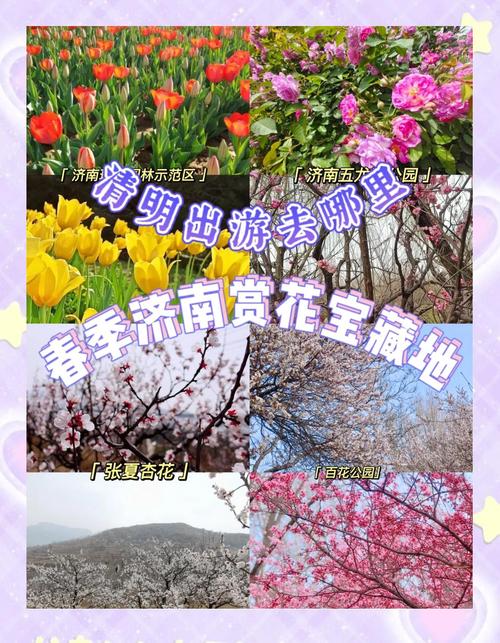 @濟(jì)南人，別等了！已進(jìn)入最佳觀賞期！快來(lái)邂逅一場(chǎng)暮春的浪漫~