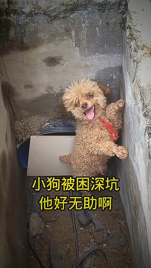 哭笑不得！山東大哥被自家狗子坑進(jìn)溝