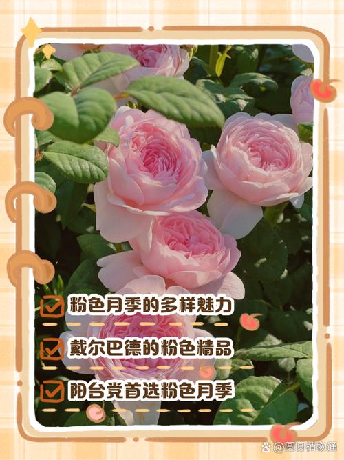 世界月季博覽會，您的“花香邀請函”已發(fā)出丨“月”讀·一朵花讀懂一座城